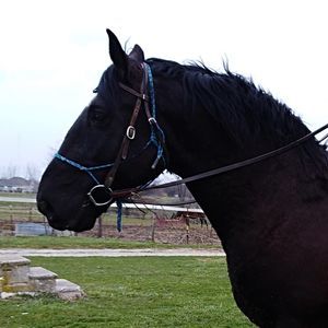 Meet your Posher, Cari